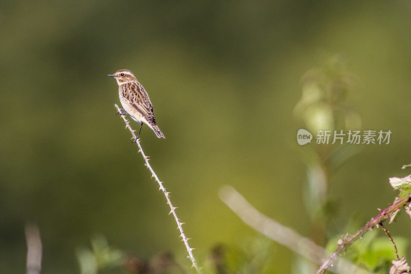 Whinchat (saxicola rubetra)